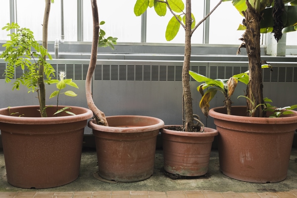 outdoor terracotta pots