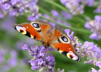 Creating Your Enchanting Butterfly Garden