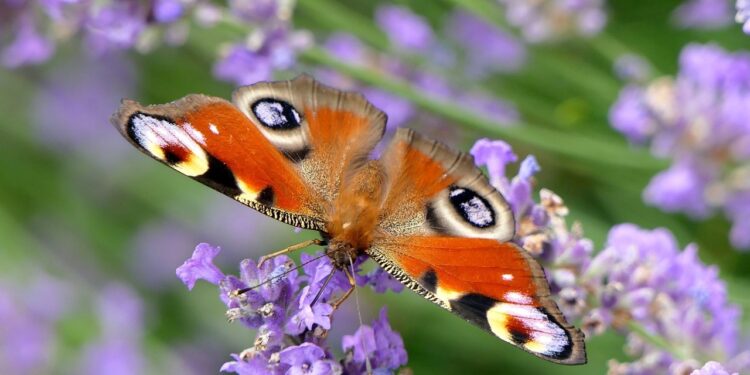 Creating Your Enchanting Butterfly Garden
