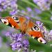 Creating Your Enchanting Butterfly Garden