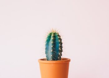 Green Thumb: Mastering the Art of Indoor Gardening