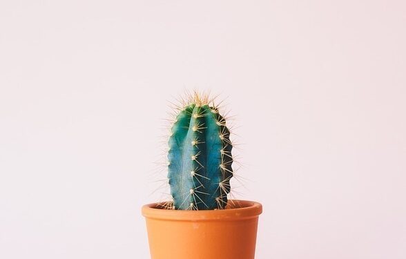 Green Thumb: Mastering the Art of Indoor Gardening