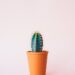 Green Thumb: Mastering the Art of Indoor Gardening