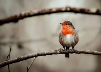attract robins