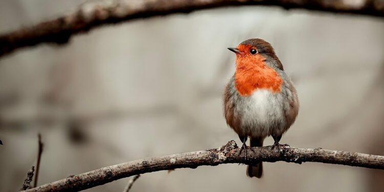 attract robins