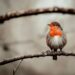 attract robins
