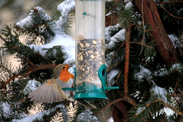 robin at bird feeder
