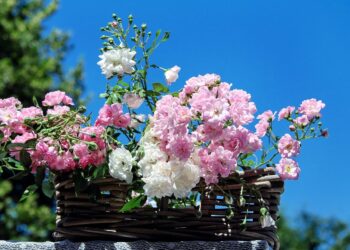 caring for roses