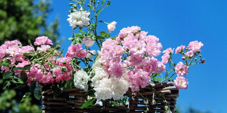 caring for roses