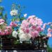 caring for roses