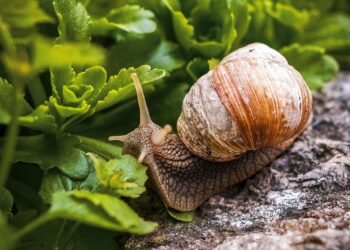 snail resistant plants
