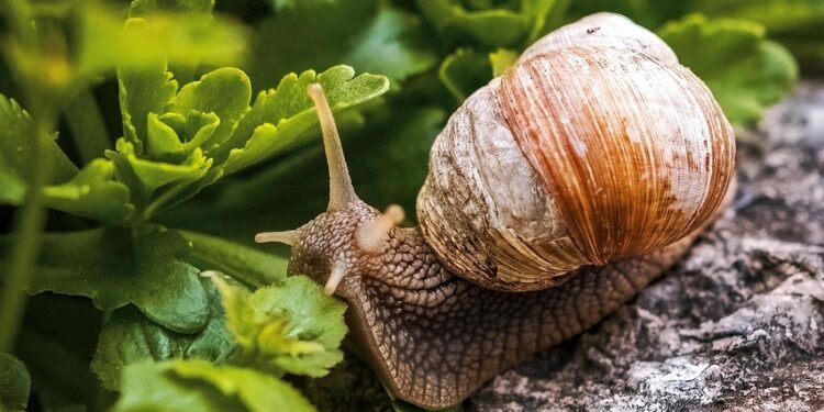 snail resistant plants