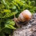 snail resistant plants