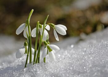 snowdrop bulbs