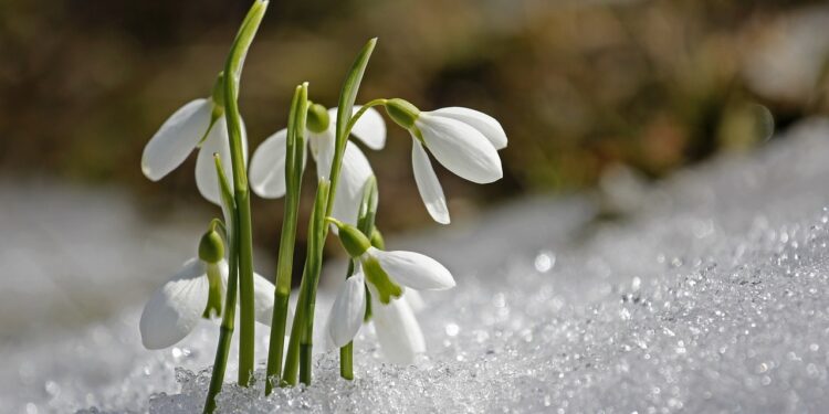 snowdrop bulbs