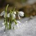 snowdrop bulbs