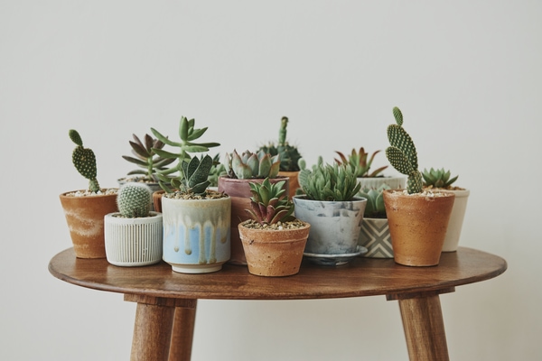 succulents in terracotta pots