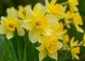 growing daffodils