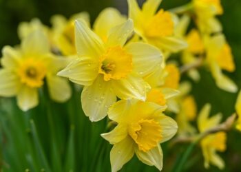 growing daffodils