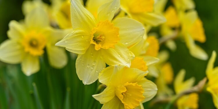 growing daffodils
