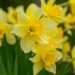 growing daffodils