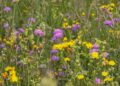 Harnessing the Power of Native Planting