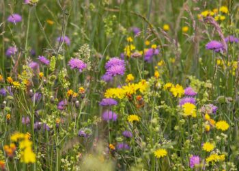 Harnessing the Power of Native Planting