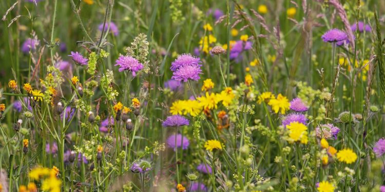 Harnessing the Power of Native Planting