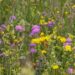 Harnessing the Power of Native Planting