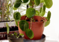 Chinese Money Plant (Pilea peperomioides)