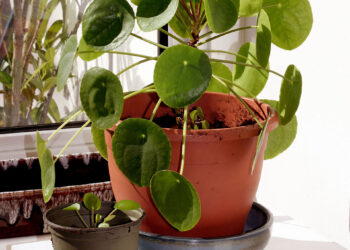 Chinese Money Plant (Pilea peperomioides)