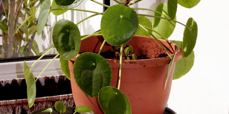 Chinese Money Plant (Pilea peperomioides)