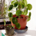 Chinese Money Plant (Pilea peperomioides)