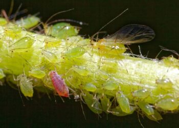 best way to prevent aphids