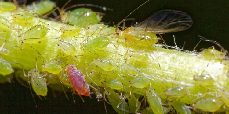 best way to prevent aphids