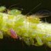 best way to prevent aphids