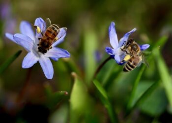 best time to plant bluebell seeds