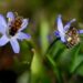 best time to plant bluebell seeds