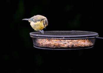 Best Garden Bird Feeders - Top 10 Garden Bird Feeders: Attracting Feathered Friends to Your Backyard