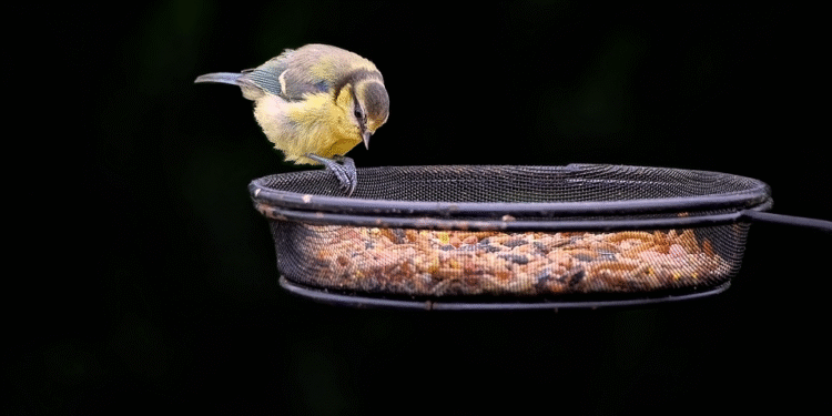 Best Garden Bird Feeders - Top 10 Garden Bird Feeders: Attracting Feathered Friends to Your Backyard
