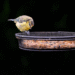 Best Garden Bird Feeders - Top 10 Garden Bird Feeders: Attracting Feathered Friends to Your Backyard