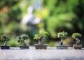 Top 10 Bonsai Trees for Beginners