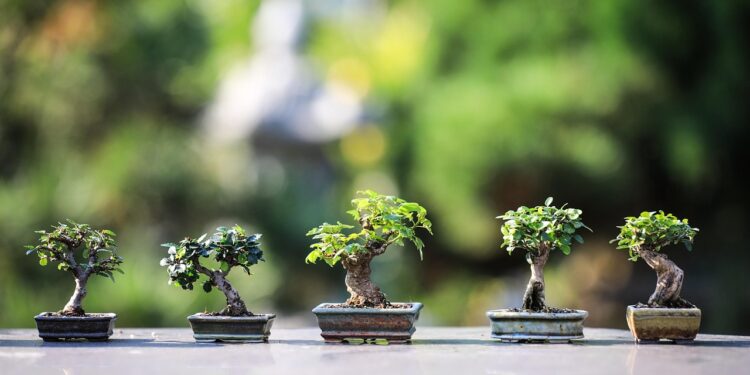 Top 10 Bonsai Trees for Beginners