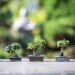 Top 10 Bonsai Trees for Beginners