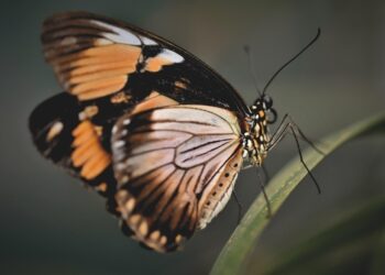 attracting butterflies