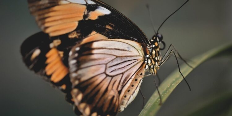 attracting butterflies