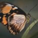 attracting butterflies