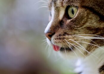 keep cats out of your garden