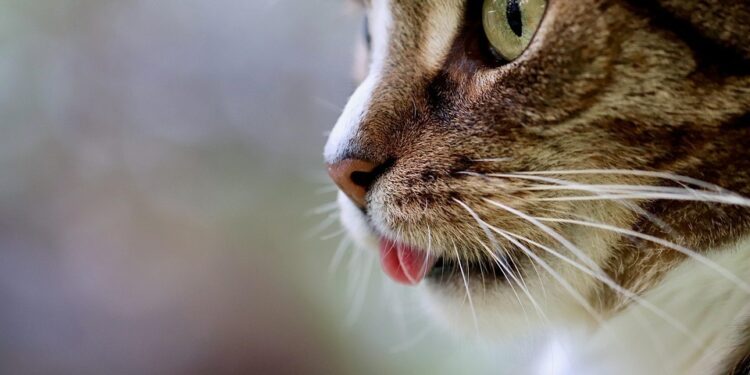 keep cats out of your garden