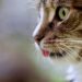 keep cats out of your garden